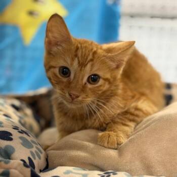 Parkour -  Domestic Short Hair Cat for Adoption in Ridgely, Maryland - Parkour | PetCurious
