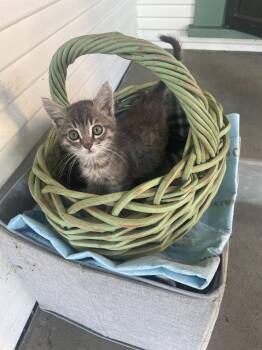 Rescue Domestic Short Hair Cats for Adoption in Santa Cruz, California - Baby Lemur | PetCurious