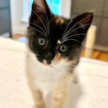 Domestic Short Hair Cats Available for Adoption in Concord, North Carolina - Natalia | PetCurious