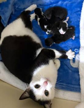 Domestic Short Hair Cats Available for Adoption in Albemarle, North Carolina - Maribelle | PetCurious