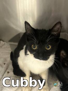Cubby -  Domestic Short Hair Cat Available for Adoption in Rocky Mount, North Carolina - Cubby | PetCurious