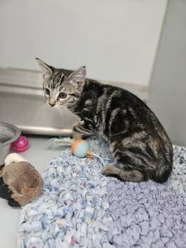 61570720 -  Domestic Short Hair Cat for Adoption in Elko, Nevada - 61570720 | PetCurious