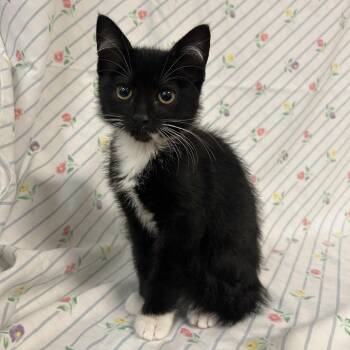 Scramble -  Domestic Short Hair Cat for Adoption in Coos Bay, Oregon - Scramble | PetCurious
