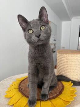 Domestic Short Hair Cats Available for Adoption - Kirk (+Sibling) | PetCurious