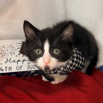 Archie -  Domestic Short Hair Cat for Adoption in Mount Vernon, Illinois - Archie | PetCurious