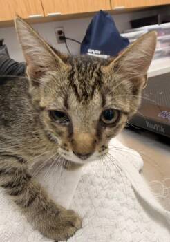 Miney -  Domestic Short Hair Cat for Adoption in Hartsville, South Carolina - Miney | PetCurious
