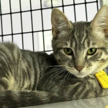 Miles - Sweet but Shy -  Tabby Cat for Adoption in Hoquiam, Washington - Miles - Sweet But Shy | PetCurious