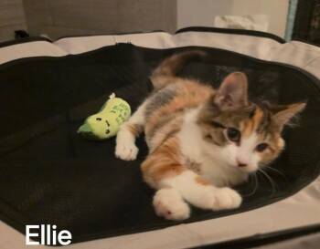 Ellie -  Calico Cat for Adoption in Versailles, Kentucky - Ellie | PetCurious