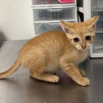Kahoot -  Domestic Short Hair Cat for Adoption in Edinburg, Texas - Kahoot | PetCurious