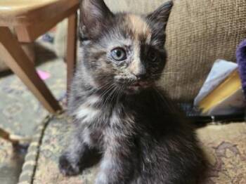 Aurora -  Domestic Short Hair Cat for Adoption in Fort Worth, Texas - Aurora | PetCurious