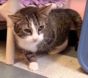 Domestic Short Hair Cats Available for Adoption in Muskegon, Michigan - GILMORE | PetCurious