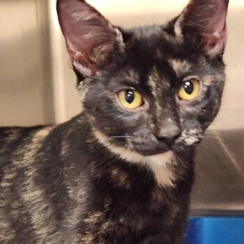 Domestic Short Hair Cats Available for Adoption - Tara K45835 | PetCurious