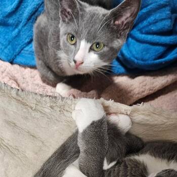 Schrodinger -  Domestic Short Hair Cat for Adoption in Walden, New York - Schrodinger | PetCurious