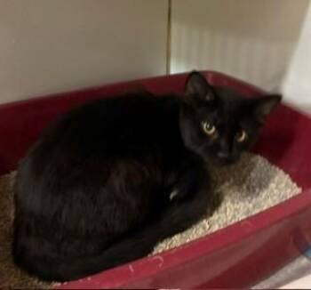 Pomelo -  Domestic Short Hair Cat for Adoption in Mason City, Iowa - Pomelo | PetCurious
