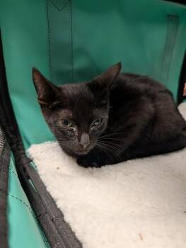 OSCAR -  Domestic Short Hair Cat for Adoption in Ontario, California - OSCAR | PetCurious