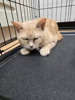 Domestic Short Hair Cats Available for Adoption in Gainesville, Florida - Phoenix | PetCurious