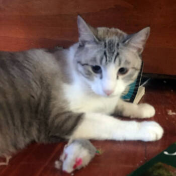 Rescue Siamese Cats for Adoption in Redlands, California - Noah | PetCurious