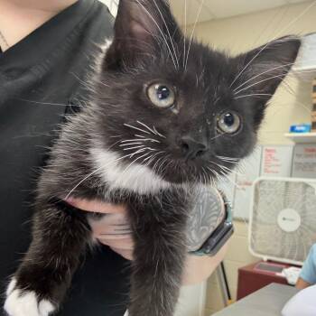 Blue Moon 28668 -  Domestic Short Hair Cat for Adoption in Middleburg, Florida - Blue Moon 28668 | PetCurious