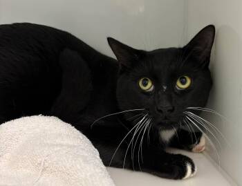 Yul -  Domestic Short Hair Cat for Adoption in Delson, Quebec - Yul | PetCurious