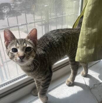 Rescue Domestic Short Hair Cats for Adoption in Foxfield, Colorado - Frida | PetCurious