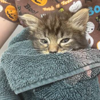 Domestic Long Hair Cats Available for Adoption in Parrish, Alabama - Cayenne | PetCurious