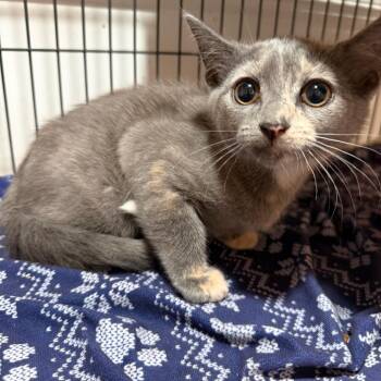 Cherry -  Domestic Short Hair Cat Available for Adoption in NEW PT RICHEY, Florida - Cherry | PetCurious