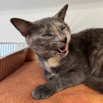 Papaya -  Domestic Short Hair Cat for Adoption in Greensboro, North Carolina - Papaya | PetCurious