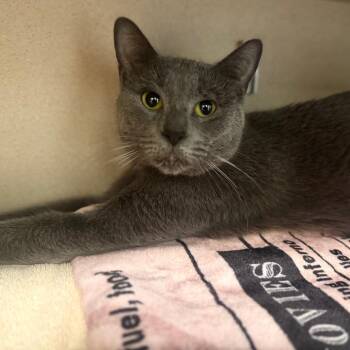 Domestic Short Hair Cats Available for Adoption in Wheeling, Illinois - Lucy | PetCurious