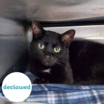 Domestic Short Hair Cats Available for Adoption in Indianapolis, Indiana - Jinx | PetCurious