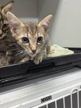 Rescue Domestic Medium Hair Cats for Adoption in Brunswick, Georgia - STARBURST | PetCurious