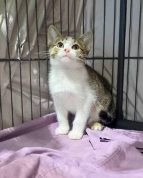 Pancake -  Domestic Short Hair Cat for Adoption in Novato, California - Pancake | PetCurious