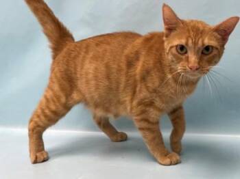 Nala -  Domestic Short Hair Cat for Adoption in Minneapolis, Minnesota - Nala | PetCurious