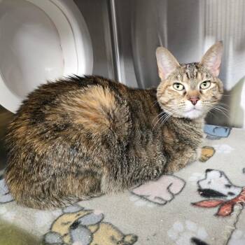 Domestic Short Hair Cats Available for Adoption in Spokane, Washington - Dutchess | PetCurious