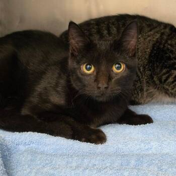 Osha -  Domestic Short Hair Cat for Adoption in Martinsville, Virginia - Osha | PetCurious