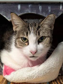Domestic Short Hair Cats Available for Adoption in Defiance, Ohio - Rikki | PetCurious