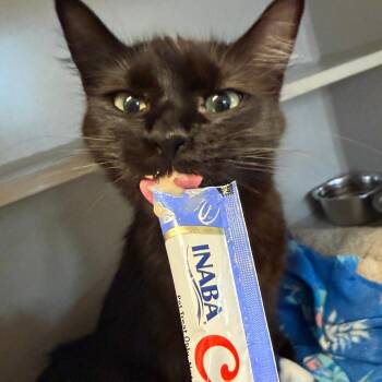 Morgana -  Domestic Medium Hair Cat for Adoption in Washougal, Washington - Morgana | PetCurious