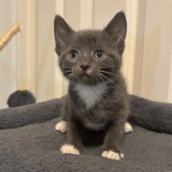 Domestic Short Hair Cats Available for Adoption - Gemelli | PetCurious