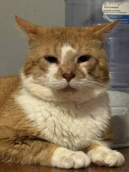 Nash -  Domestic Short Hair Cat for Adoption in Spencerville, Ontario - Nash | PetCurious