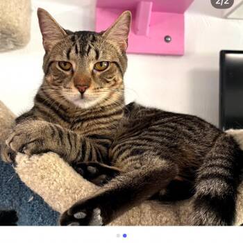 Ripley -  Domestic Short Hair Cat Available for Adoption in Etna, Pennsylvania - Ripley | PetCurious