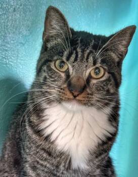 Rescue Domestic Short Hair Cats for Adoption in Key West, Florida - Socks | PetCurious