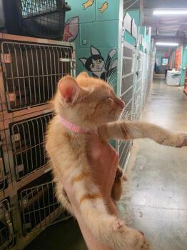 Hydra -  Domestic Short Hair Cat for Adoption in Rockport, Texas - Hydra | PetCurious