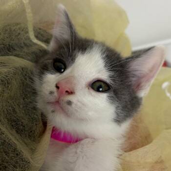 Byte -  Domestic Short Hair Cat for Adoption in Murray, Utah - Byte | PetCurious