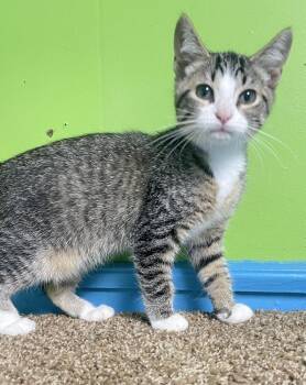 Genie -  Domestic Short Hair Cat for Adoption in Columbus, Ohio - Genie | PetCurious