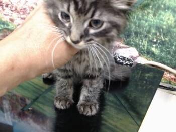 A552128 -  Domestic Long Hair and Domestic Short Hair Cat for Adoption in Moreno Valley, California - A552128 | PetCurious