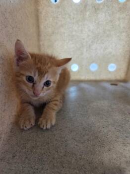 Steve-o -  Domestic Short Hair Cat for Adoption in Bossier City, Louisiana - Steve-o | PetCurious