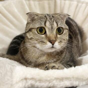 Scottish Fold Cats Available for Adoption - Bonnie Is Well... THE BEST!!   Lover Angel!  VIDEO!!! | PetCurious