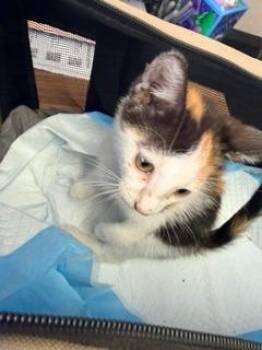 Clover -  Domestic Short Hair Cat for Adoption in Los Angeles, California - Clover | PetCurious