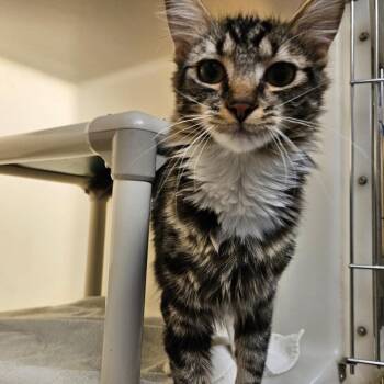 Domestic Medium Hair Cats Available for Adoption in Harrisonburg, Virginia - Curly | PetCurious
