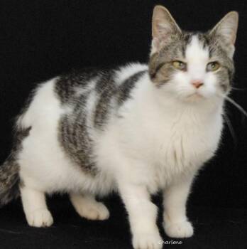 Bailey Wick -  Domestic Short Hair Cat for Adoption in Newland, North Carolina - Bailey Wick | PetCurious