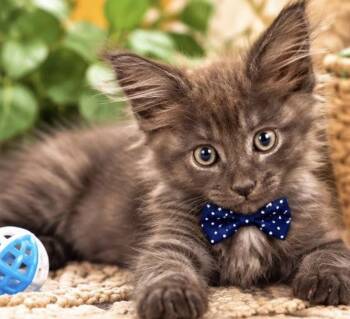 BROWNIE -  Domestic Medium Hair Cat for Adoption in Margate, Florida - BROWNIE | PetCurious